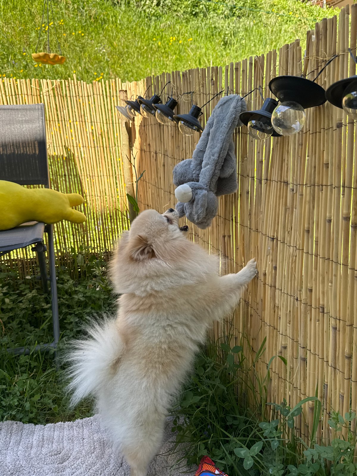 Pomeranian dog plays in backyard in Bietigheim-Bissingen, Germany