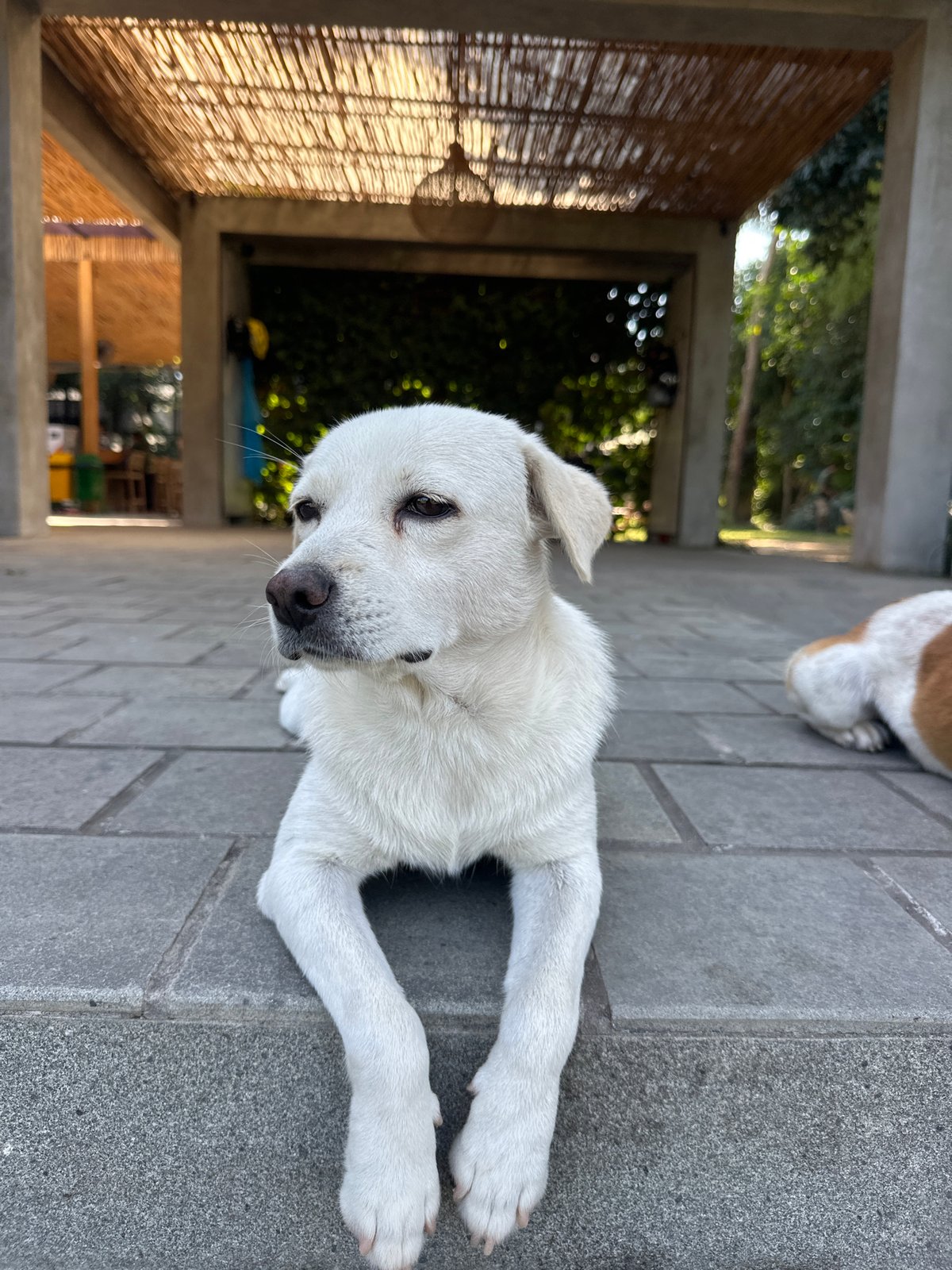 Two dogs at rest across a Balinese compound in Mengwi