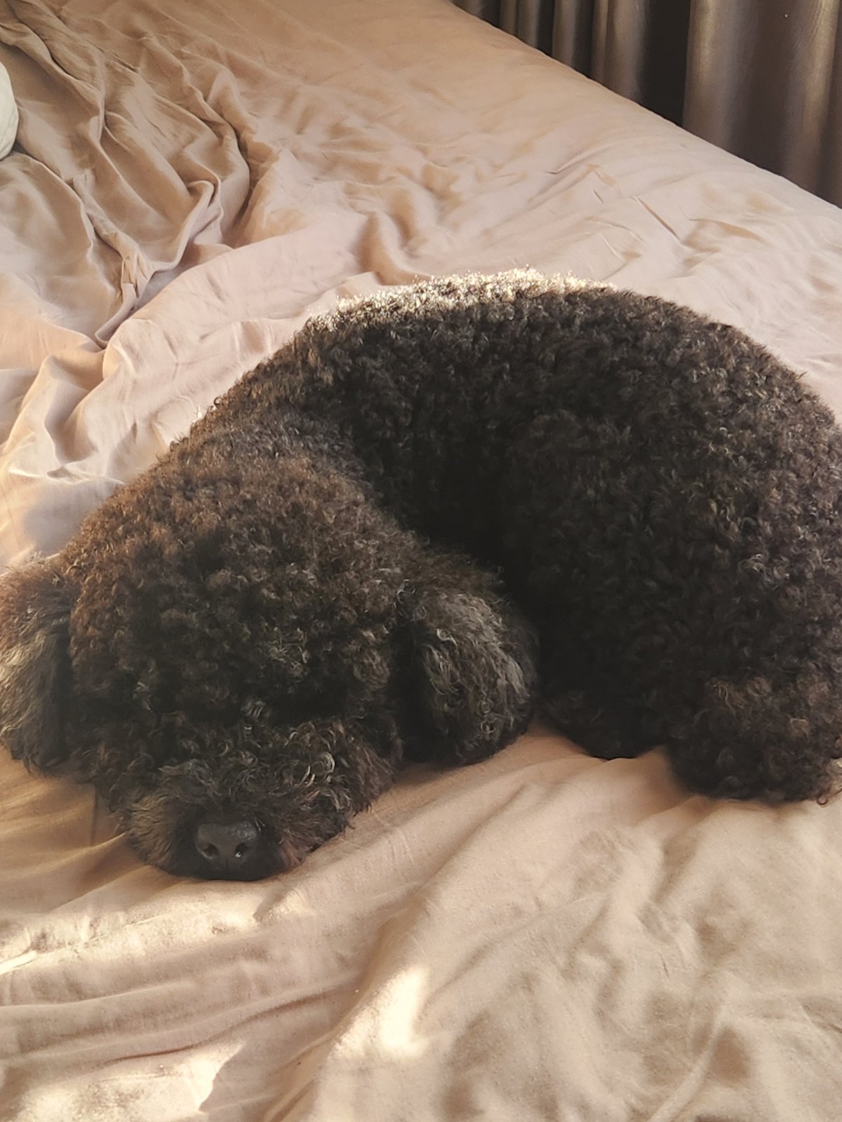 Evening scenes with poodle companion in Đà Nẵng streets