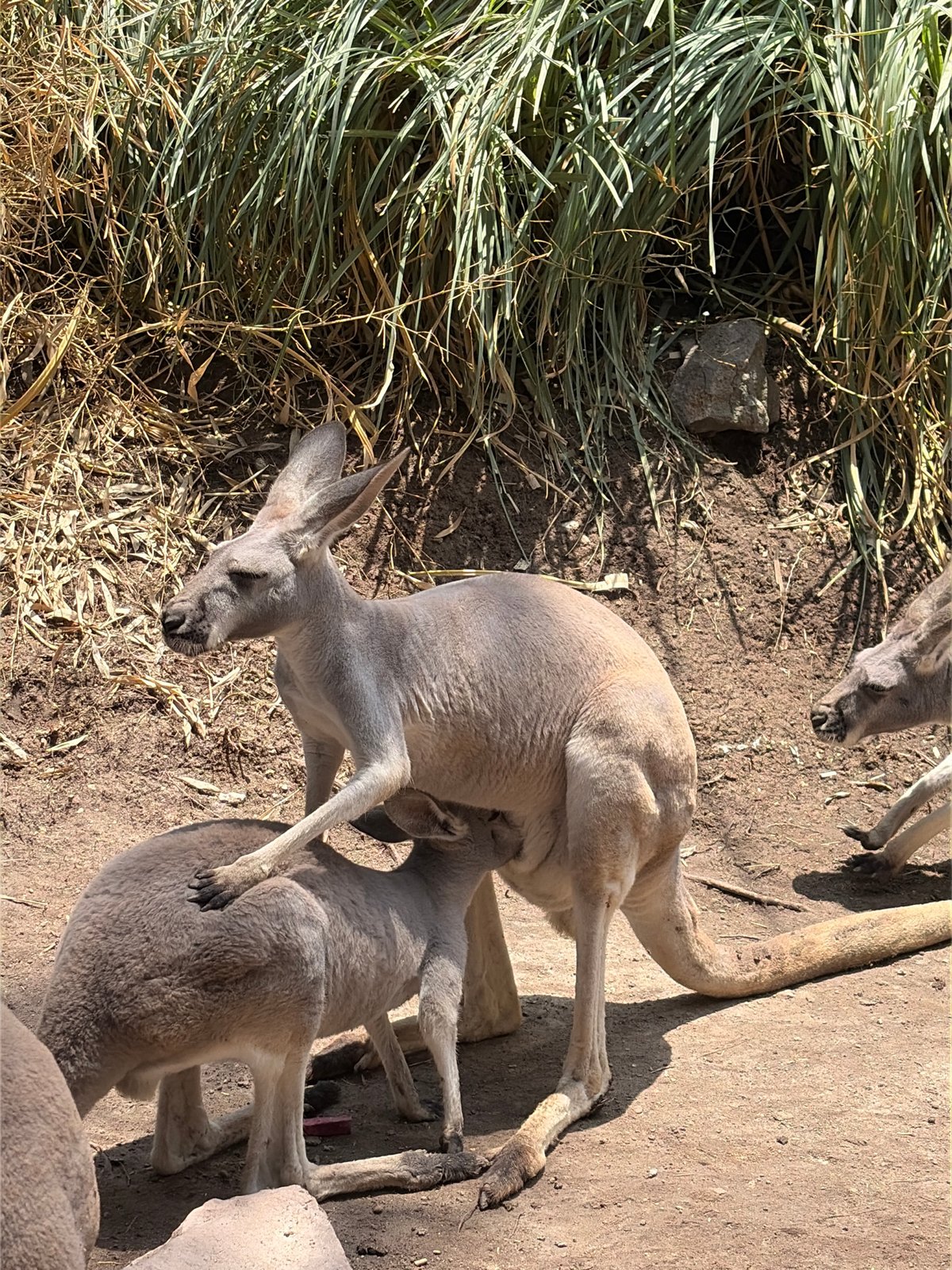 Visitor documents zoo animals during evening visit in Mexico