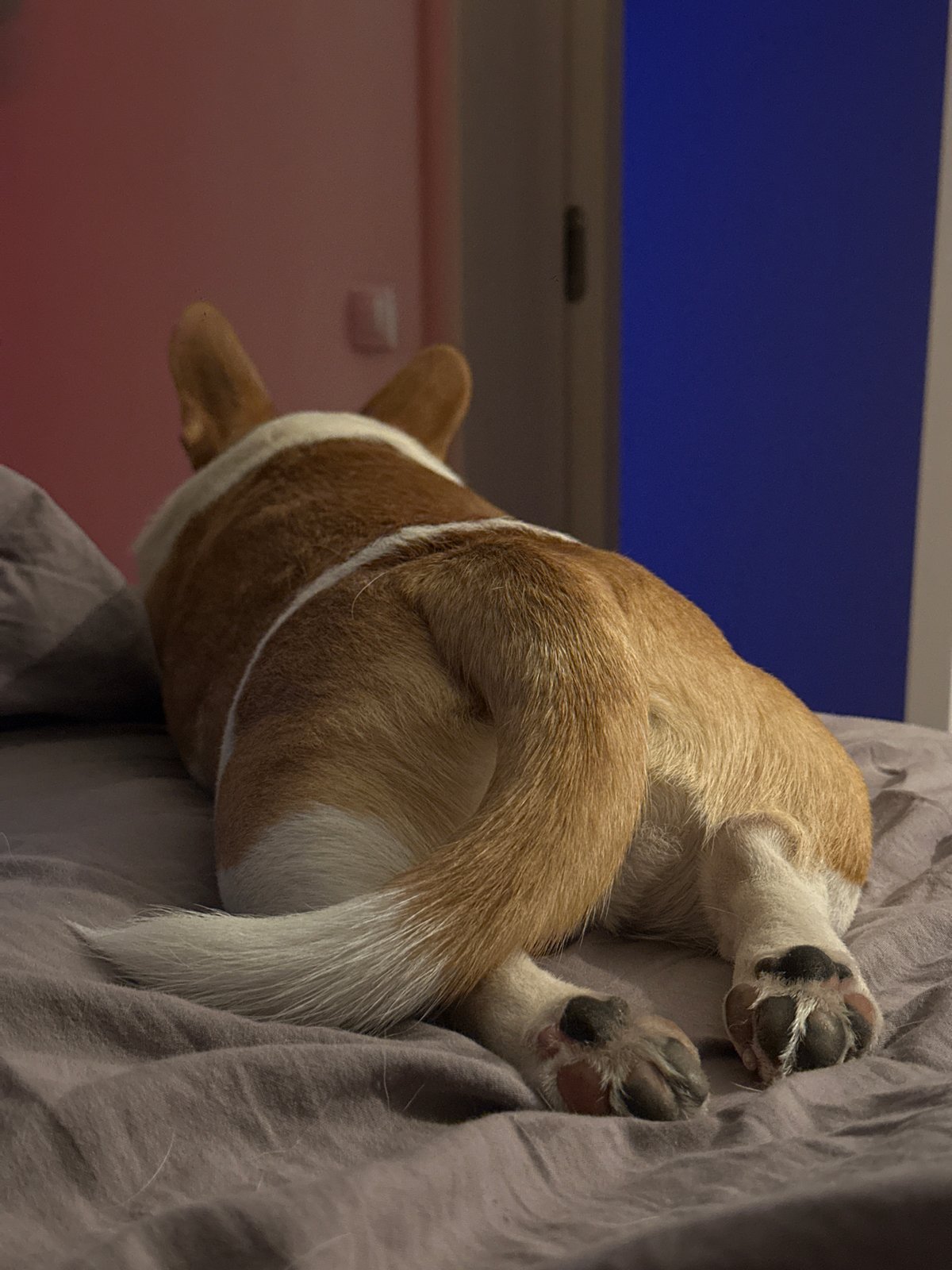Corgi rests on bedding in Moscow home