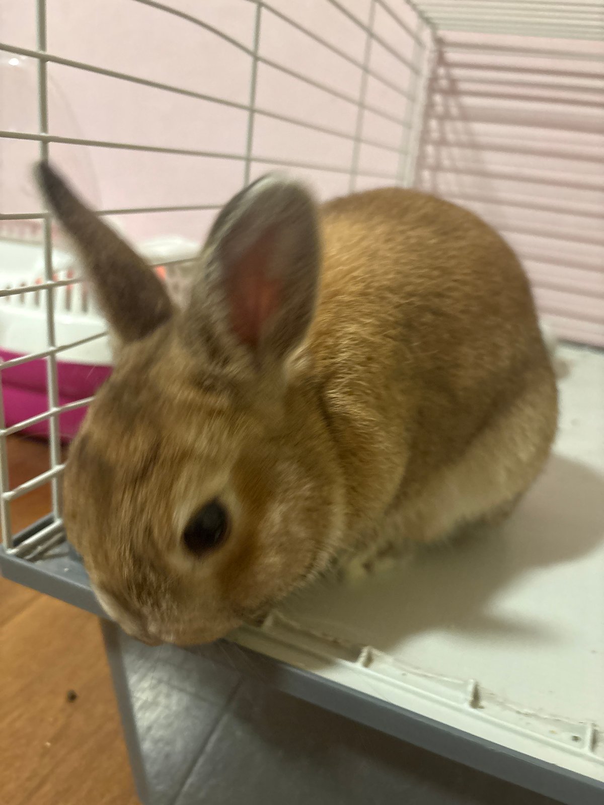Pet rabbit explores home in Orehovka, Russia