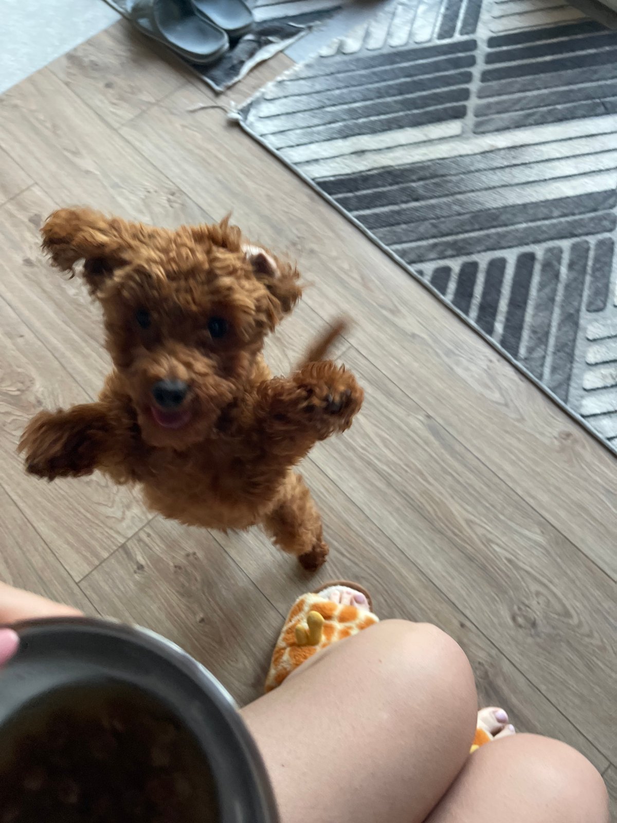 Early morning puppy playtime documented in Sofia apartment