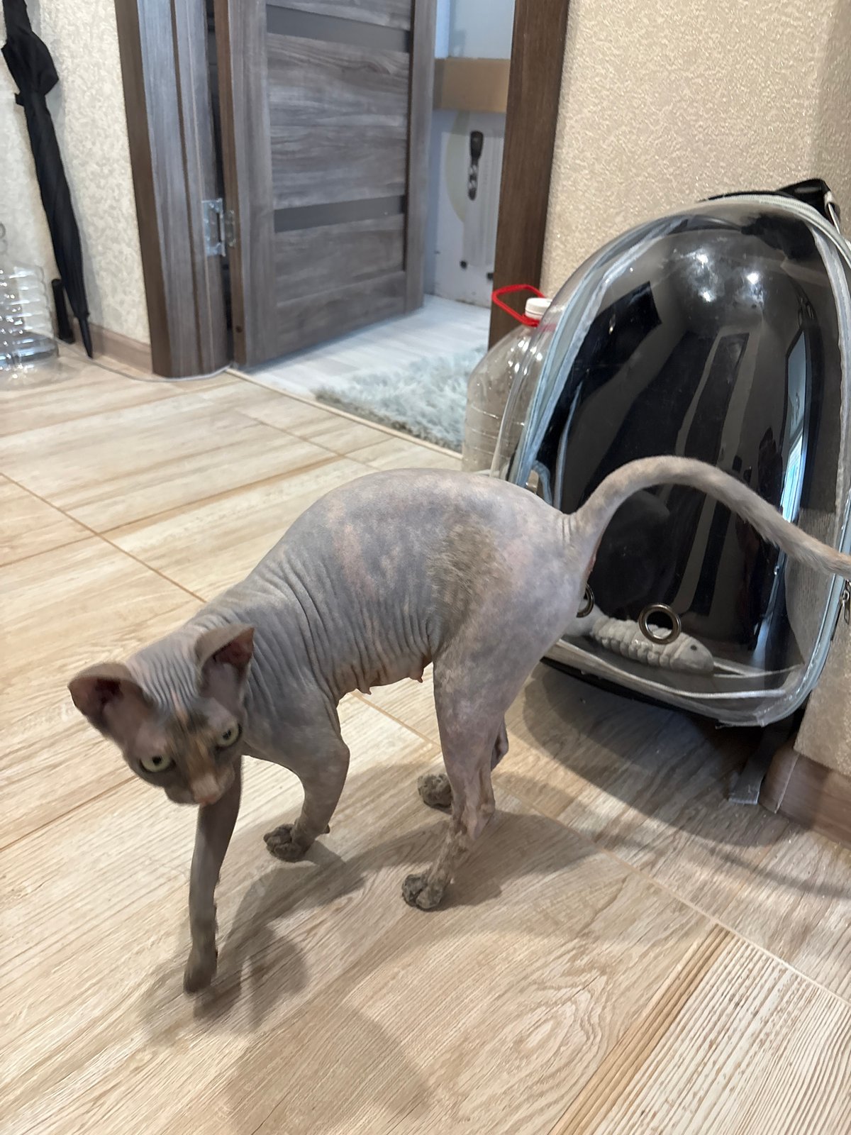 Sphynx cat at home in Saratov, floor to windowsill