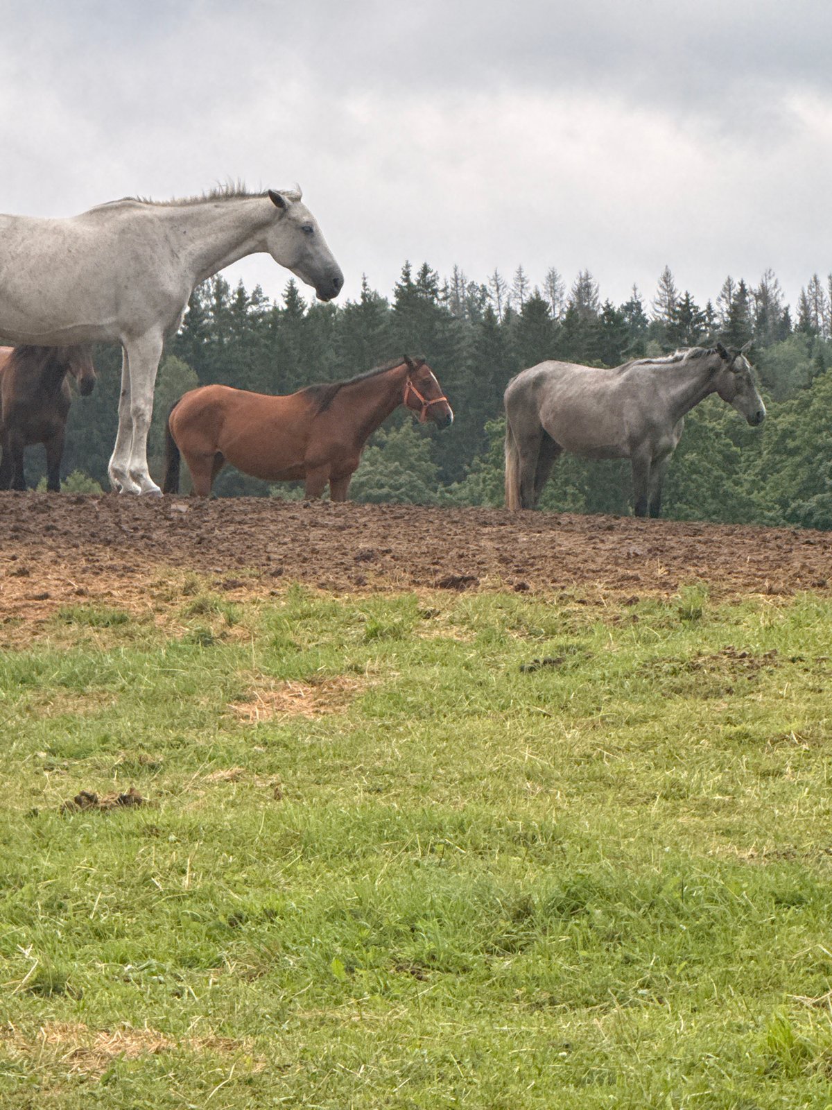 Horses on a muddy forest ridge in rural Lithuania