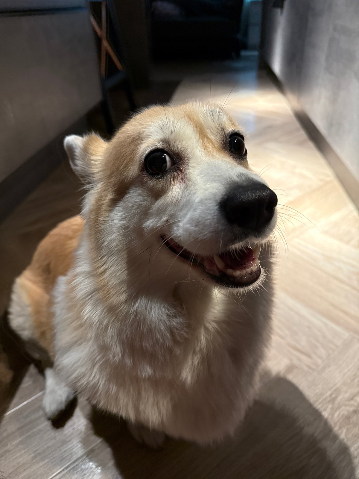 Krasnoyarsk corgi owner documents pet's indoor and outdoor daily activities