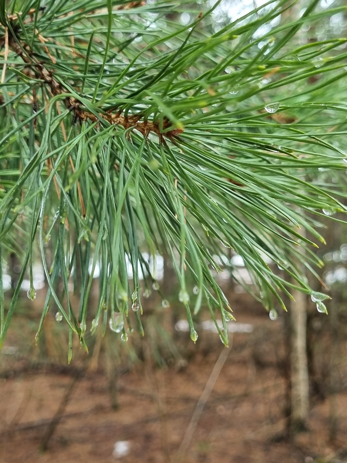 Morning dew forms on pine needles in Kemul, Russia