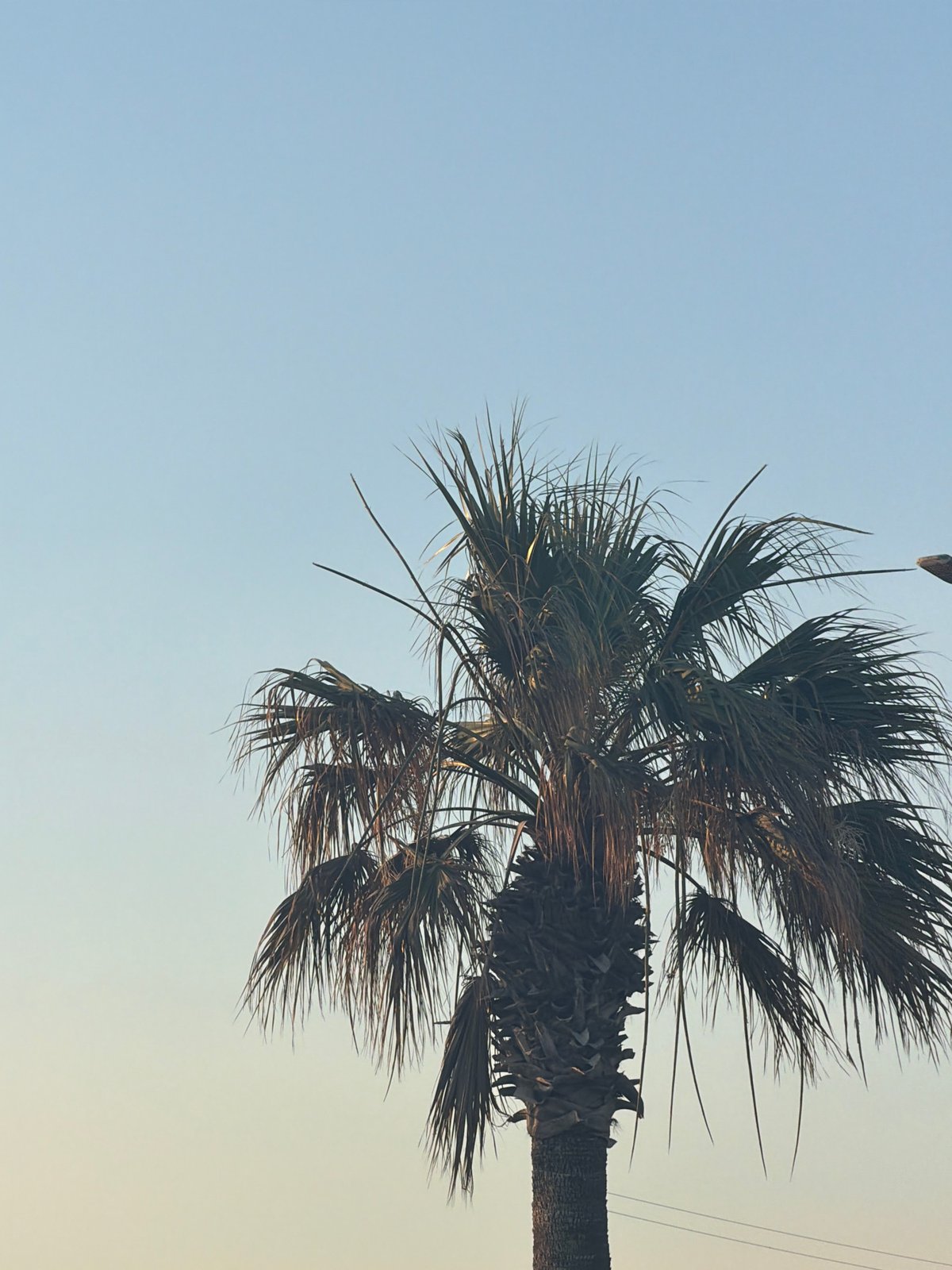 Sunset stroll along Meneou's palm-lined coastal promenade