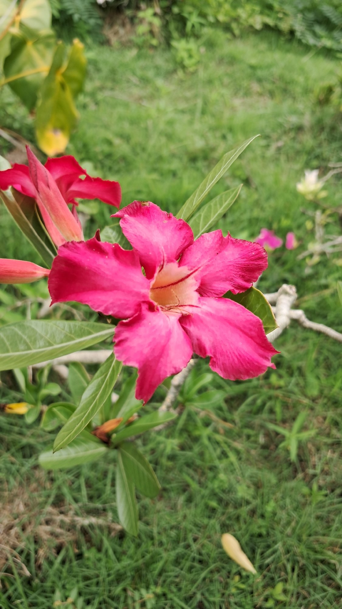 Morning snapshots capture flowers and cafe life in Lhokseumawe