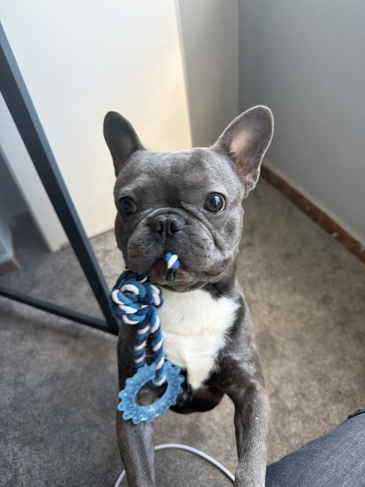 French Bulldog playtime and street scenes in Ruse