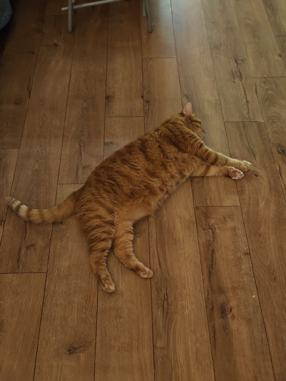 Orange tabby switches between floor nap and elevated perch