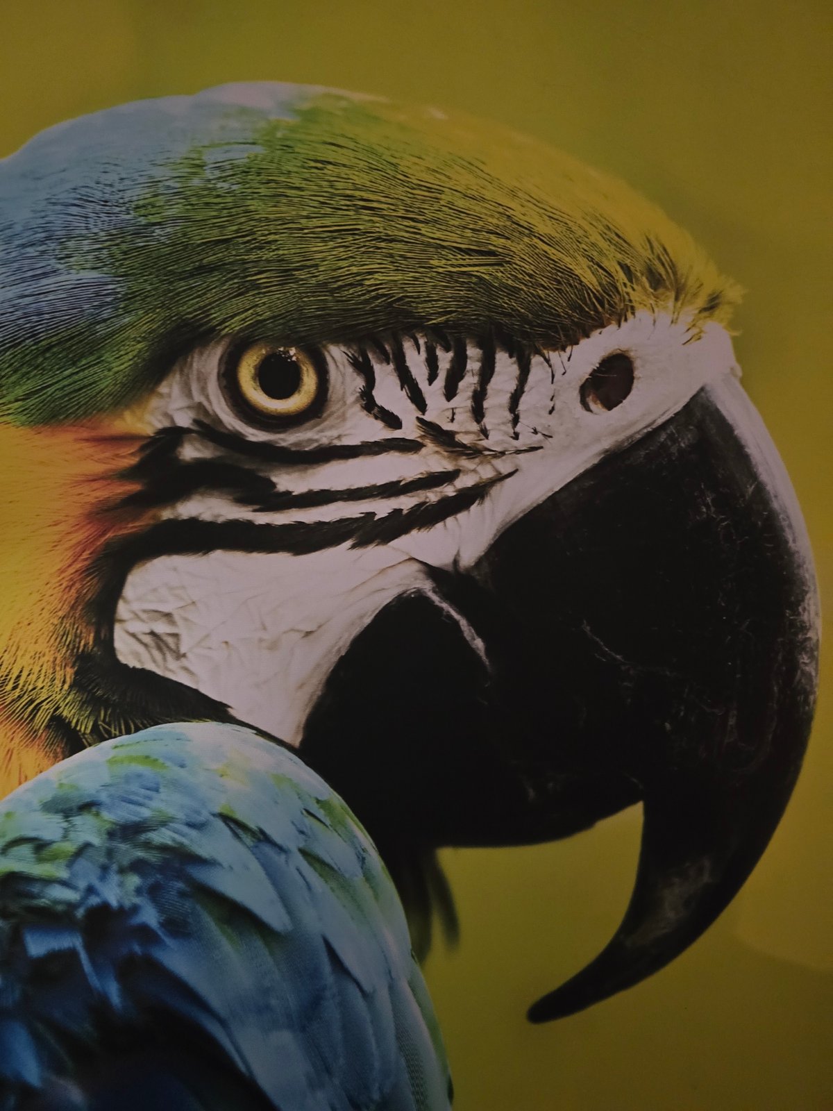Urban morning scenes: parrot, wet pavement, parked motorcycle