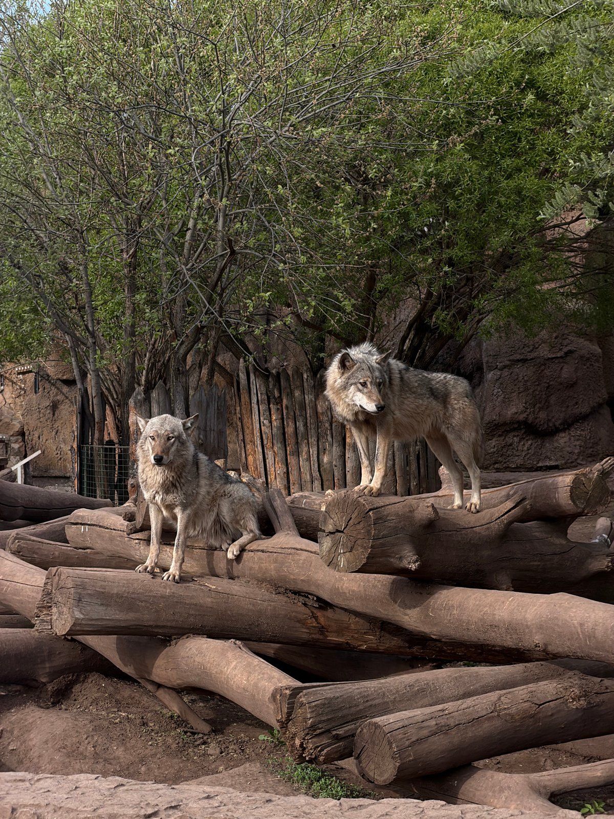 Gray wolves rest on log platform in Izhevsk