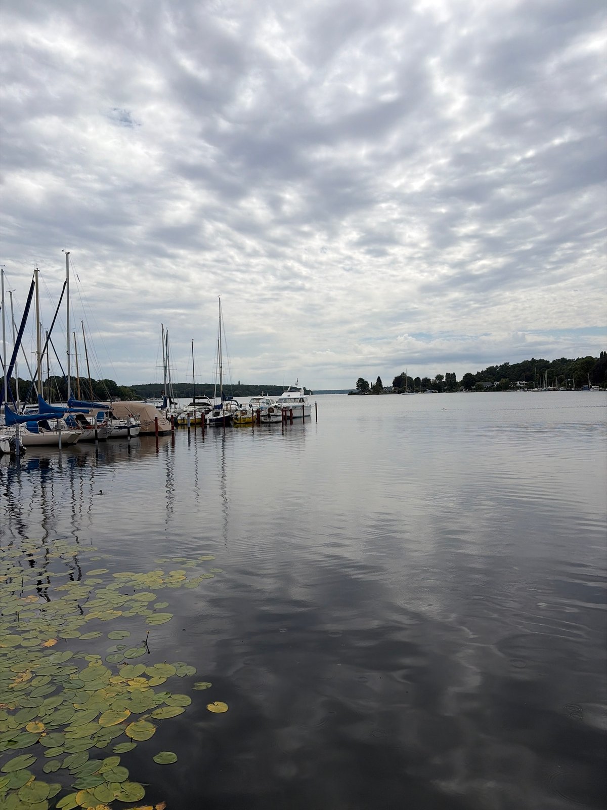 Lily pad marina, Monkey Puzzle tree, and butterflies on a cloudy day