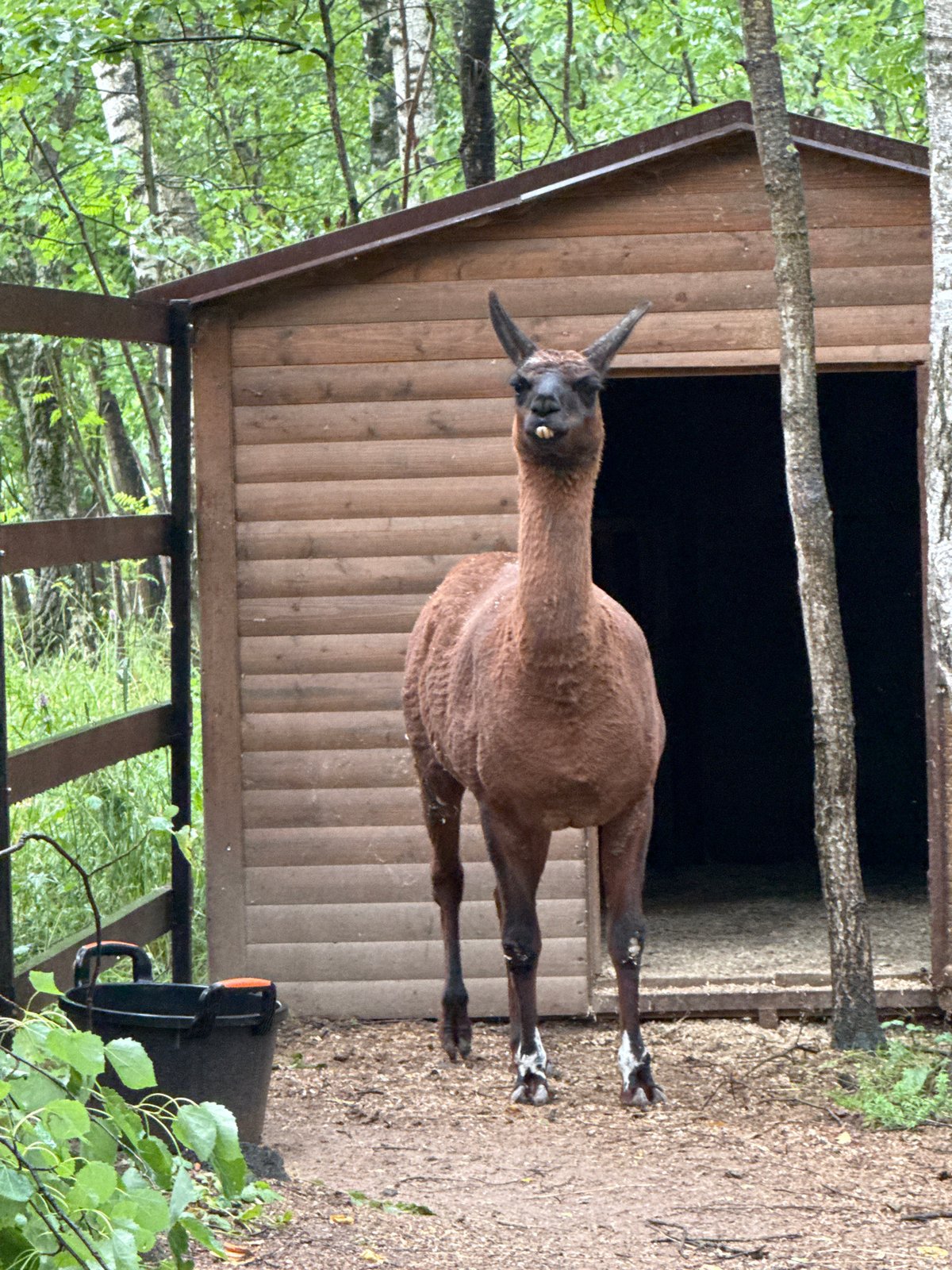Farm animals and a quiet morning at Zakharovo and Agalarov Estate
