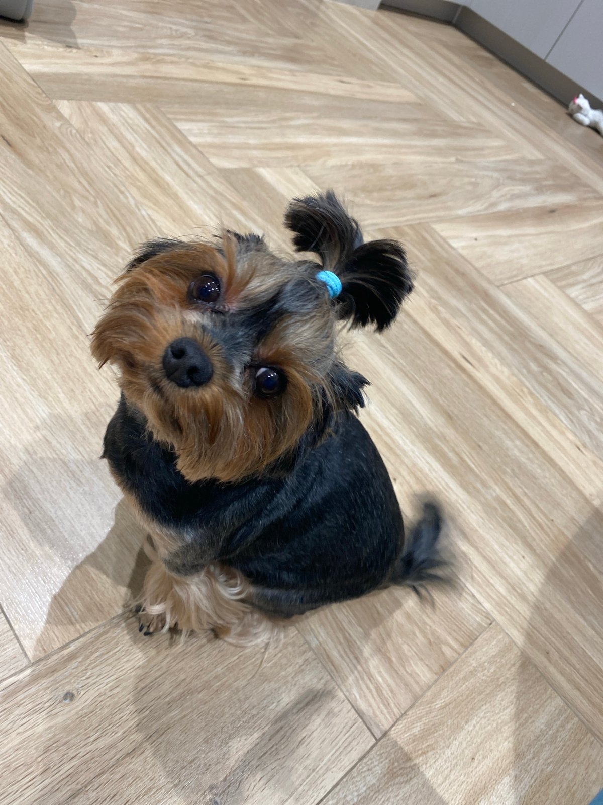 Yorkie with a blue topknot relaxing on a wooden floor in Sochi