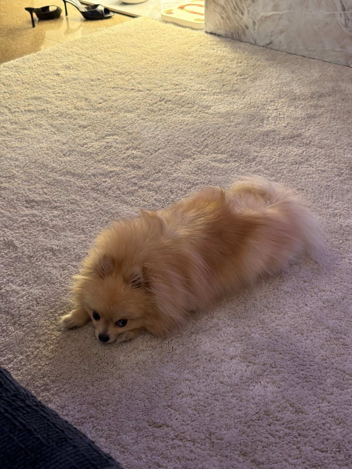 Barcelona apartment night in with a Pomeranian and sports TV