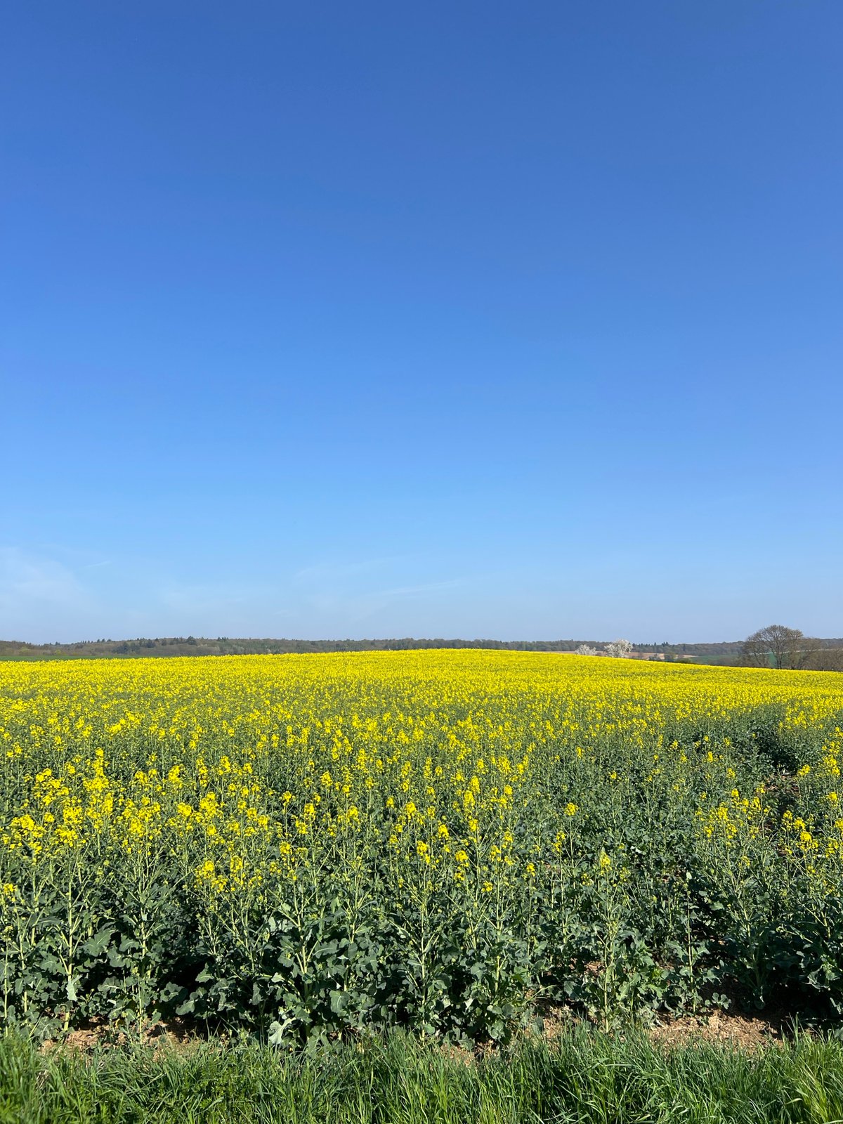 Yellow rapeseed field blooms under clear skies