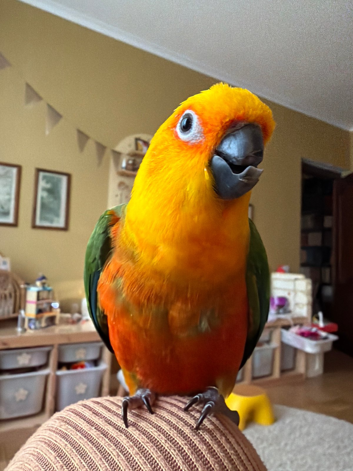 Colorful Sun Conure parrot spotted perched in Khimki, Russia