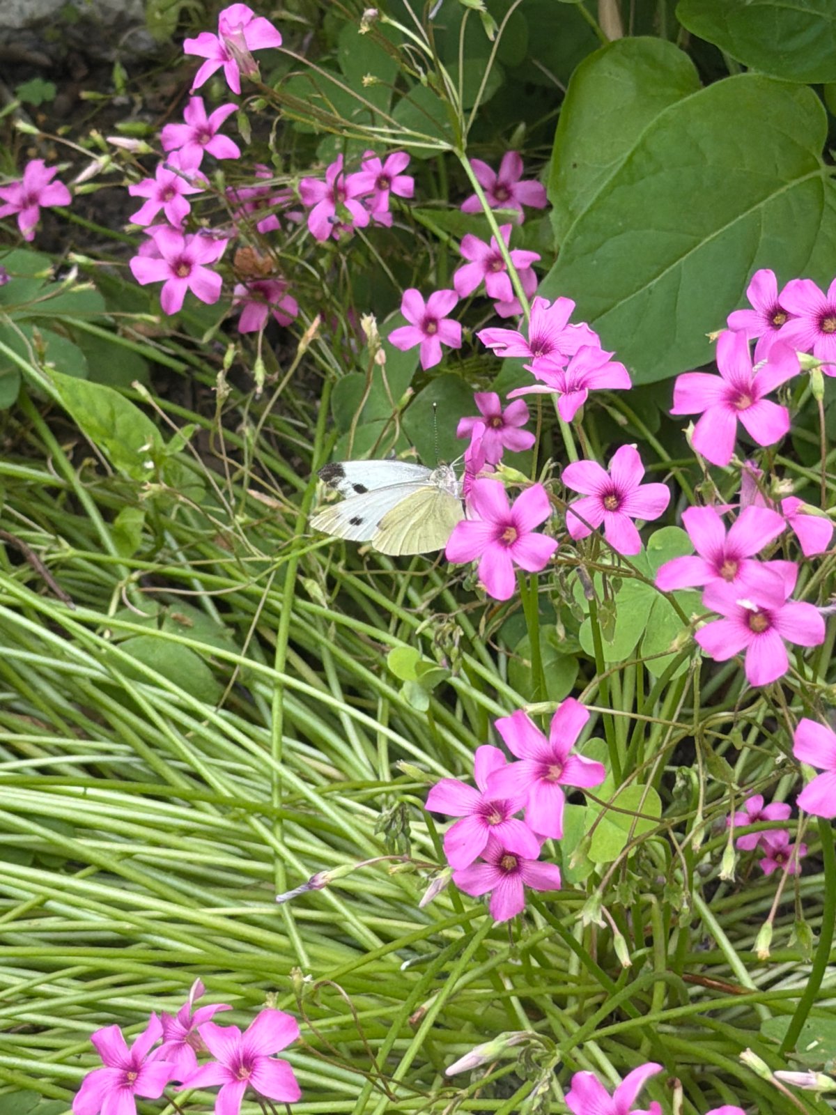Morning walk through Burgas, nature and neighborhood details