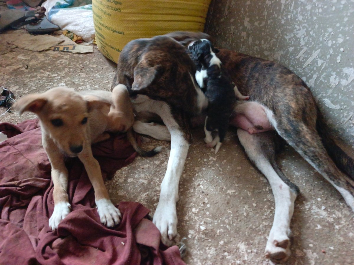 Mother dog nurses newborn puppies on concrete floor