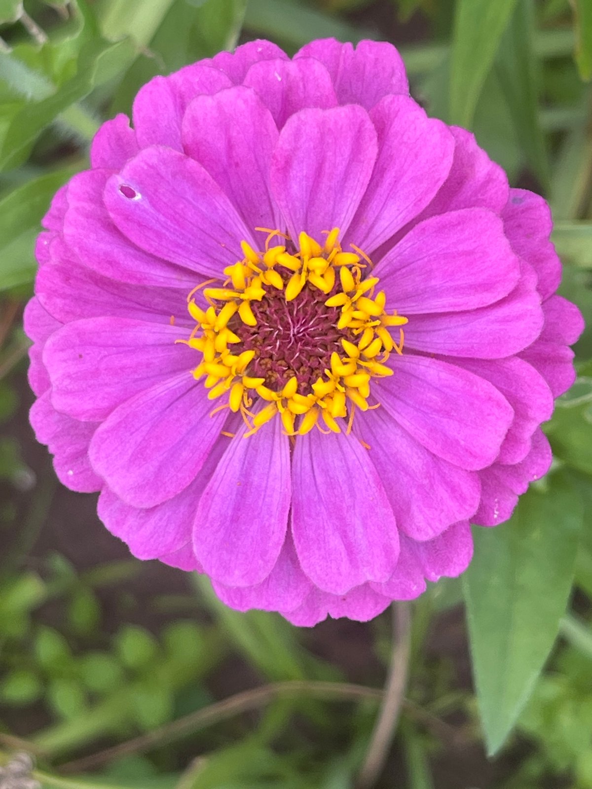 Close-up botanical shots from a Chaikovsky garden, mid-summer