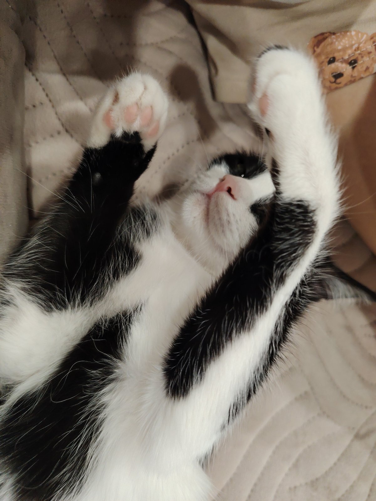 Cat relaxes on blanket during brief dental checkup