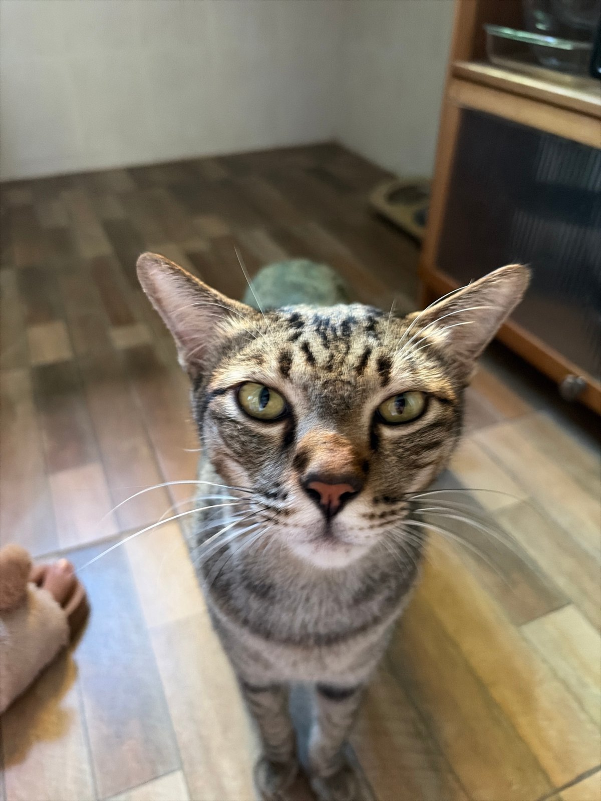 Tabby cat captured in quiet morning moments in Thailand