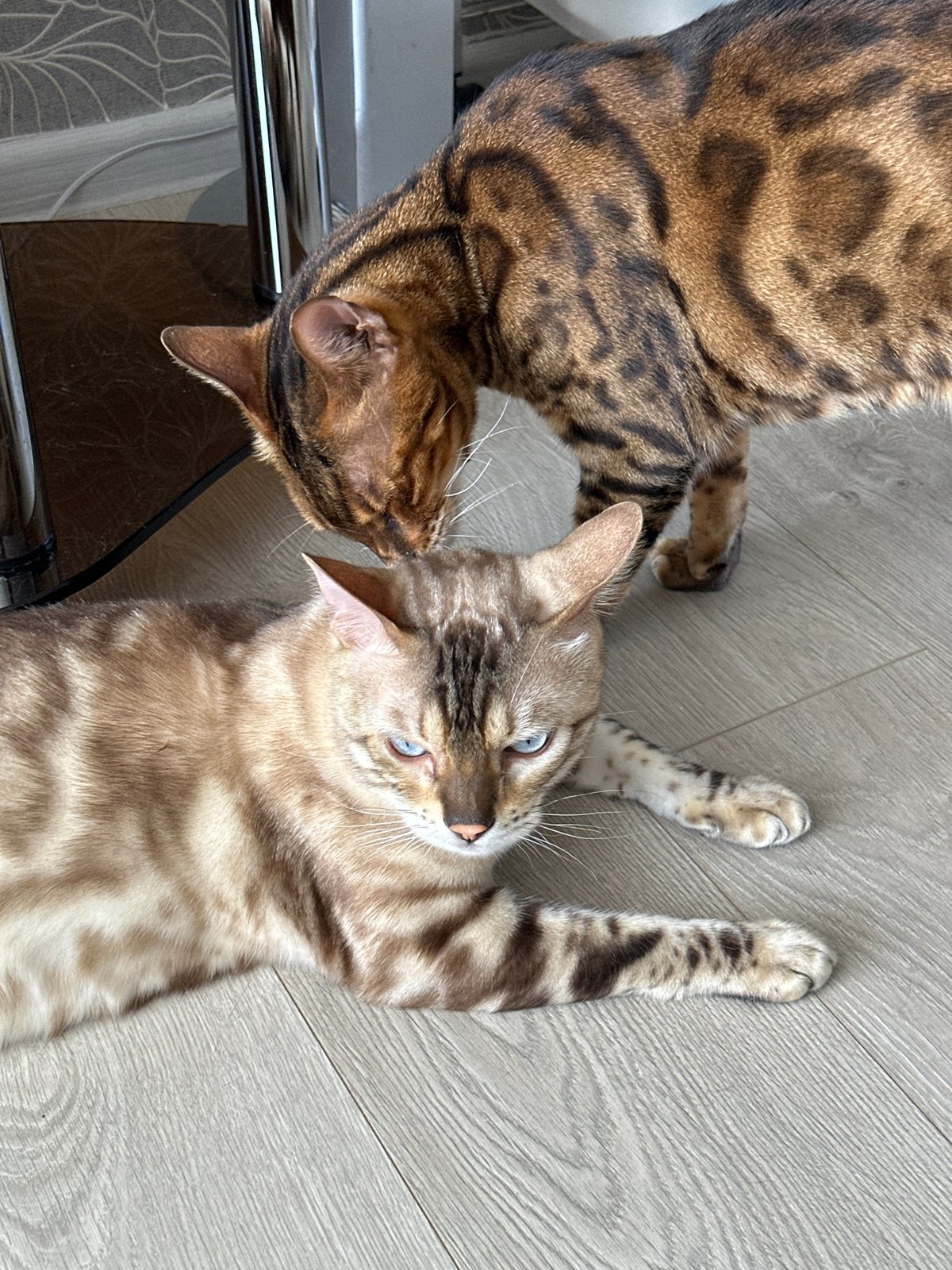Two blue-eyed Bengal cats lounging on a wooden floor
