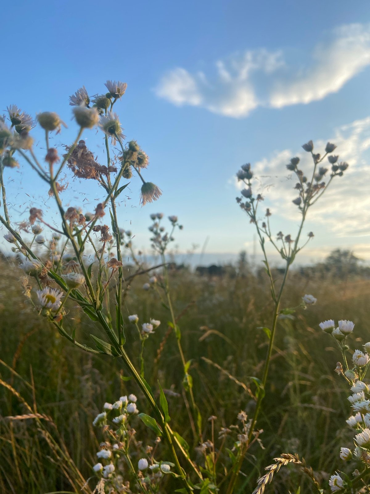 Close-up botanical study: wildflowers, foliage, and fruit in summer