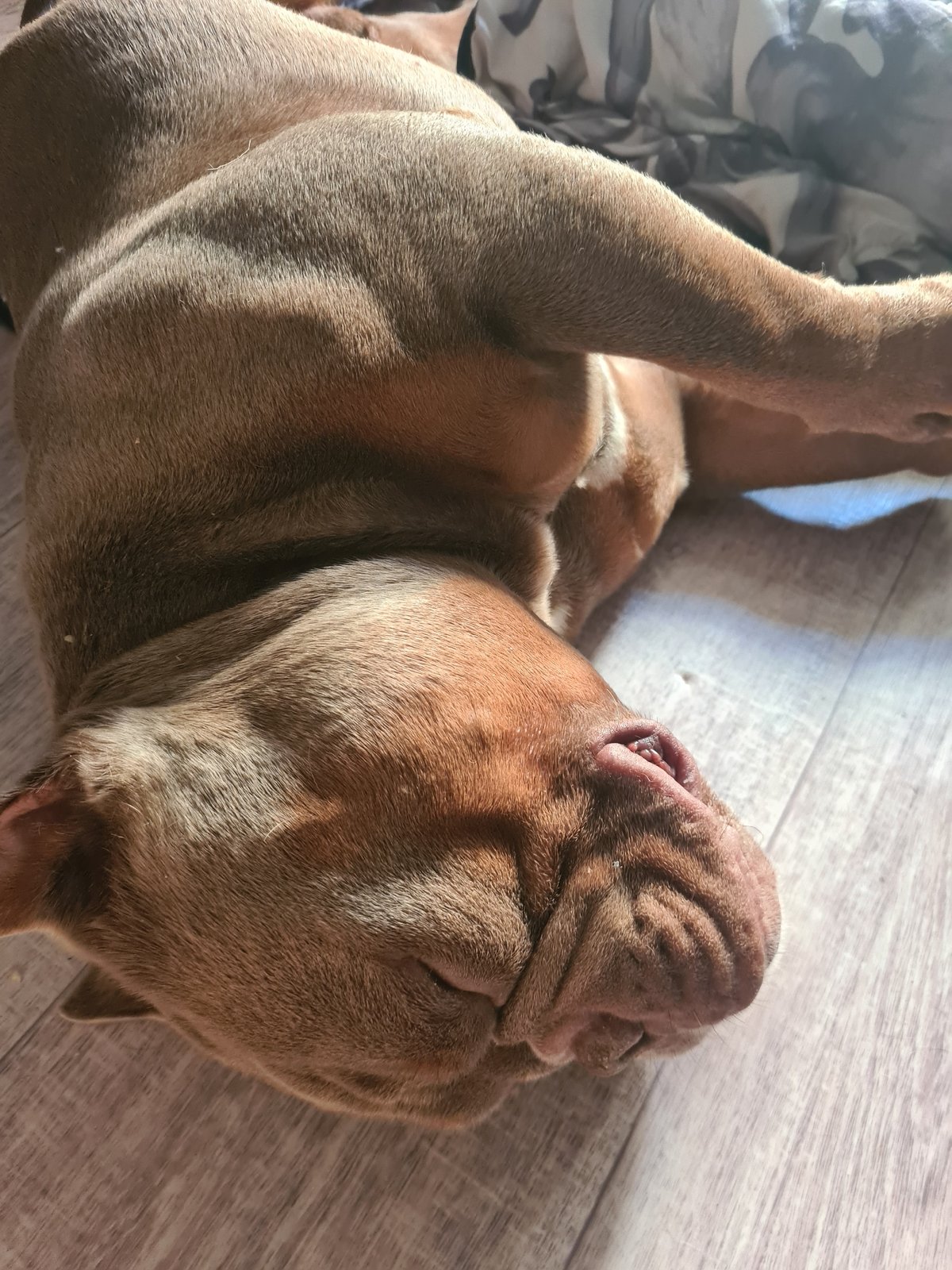 Big wrinkly dog deep asleep on a sunny wood floor