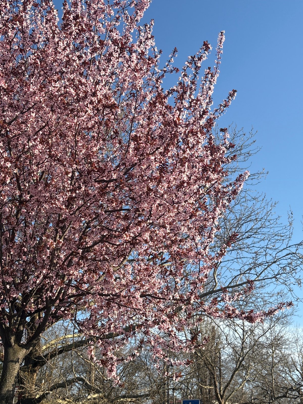 Spring blooms documented in Simferopol during clear afternoon