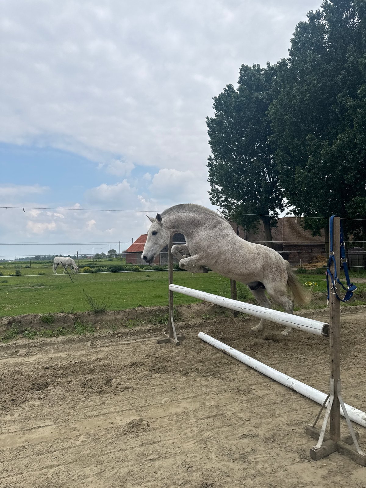 Horse jumping training session observed in Estaimpuis, Belgium