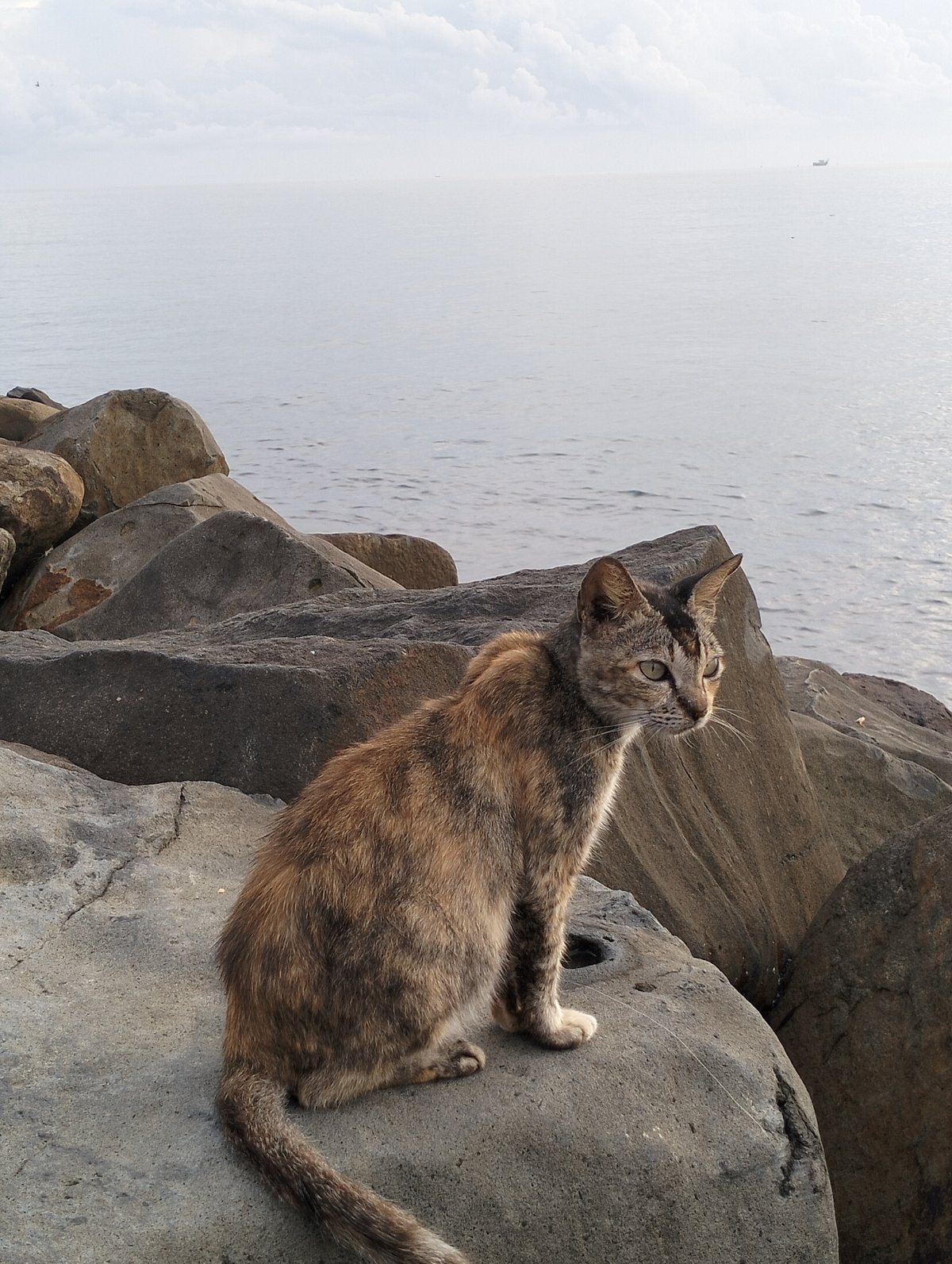 Cat spotted on rocky shoreline in Lhokseumawe, Indonesia