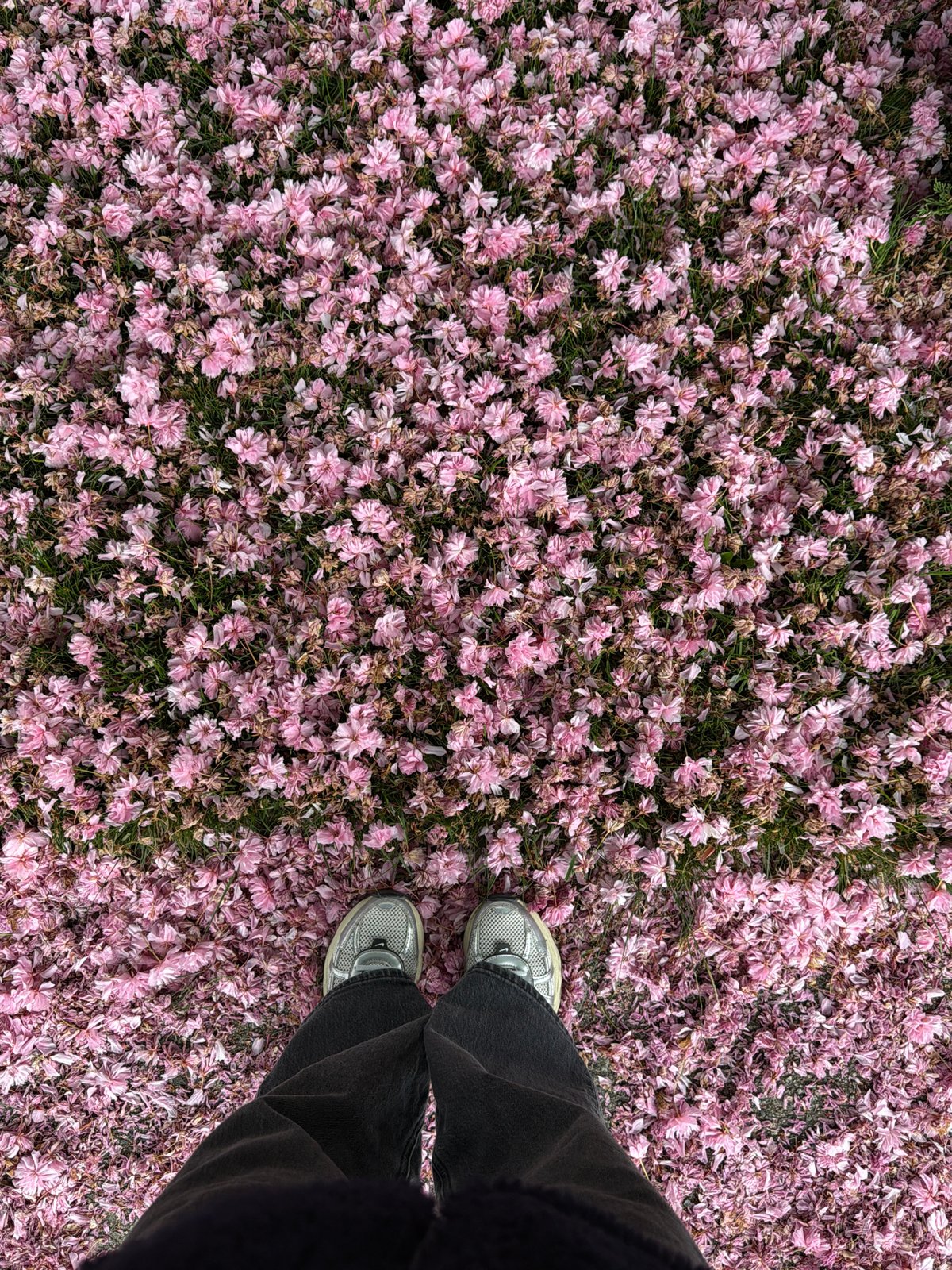 Late-night cherry blossom documentation in Coquitlam residential area
