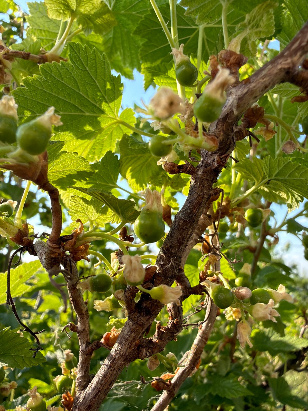 Spring garden life documented in rural Russian village
