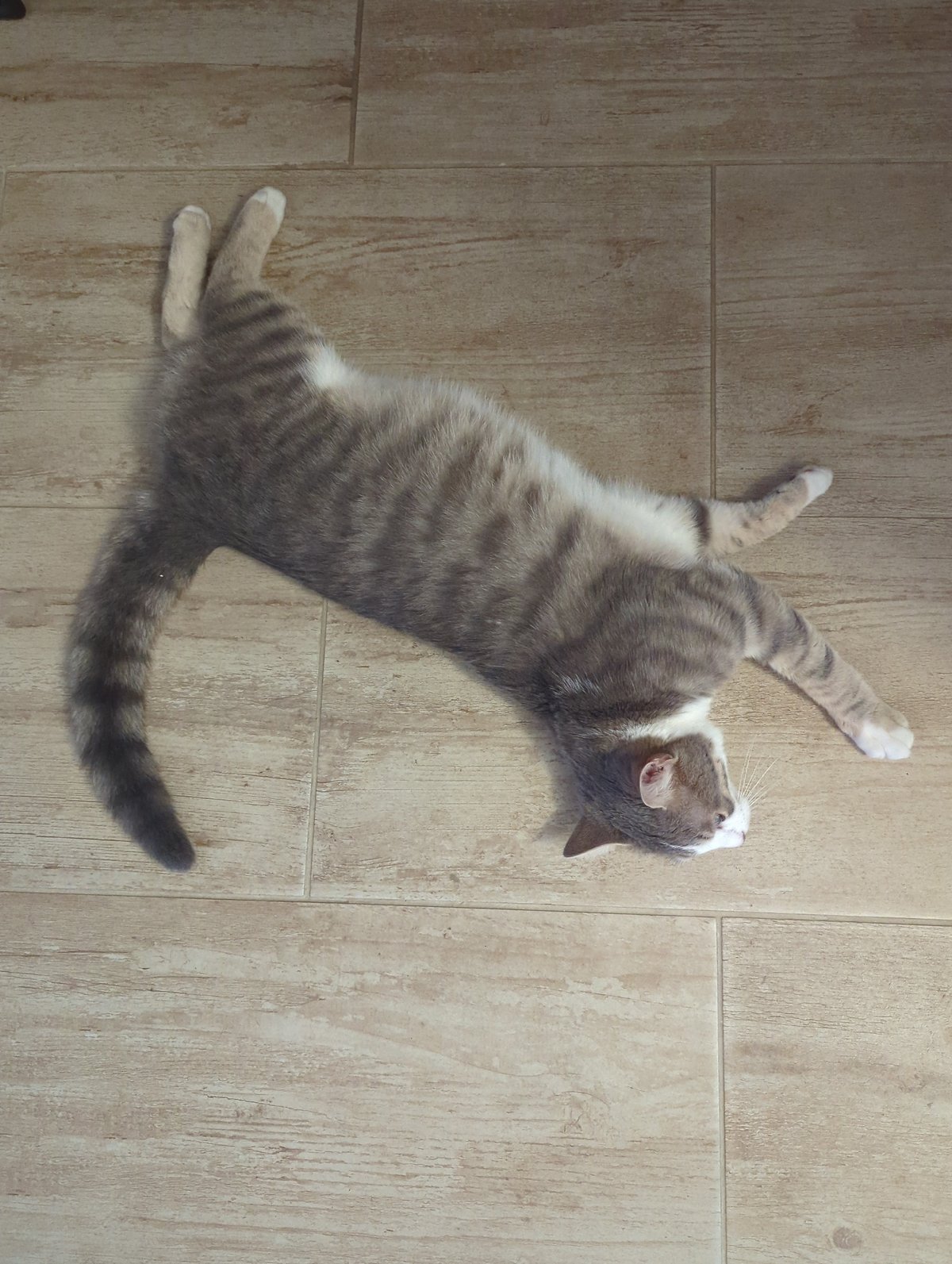 Cat naps documented in Burgas home over afternoon hour