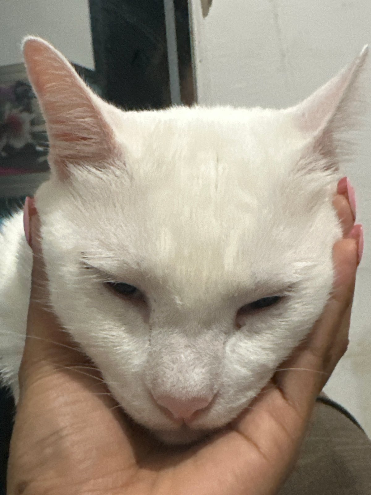 Afternoon cuddle session with white cat documented in North Jakarta