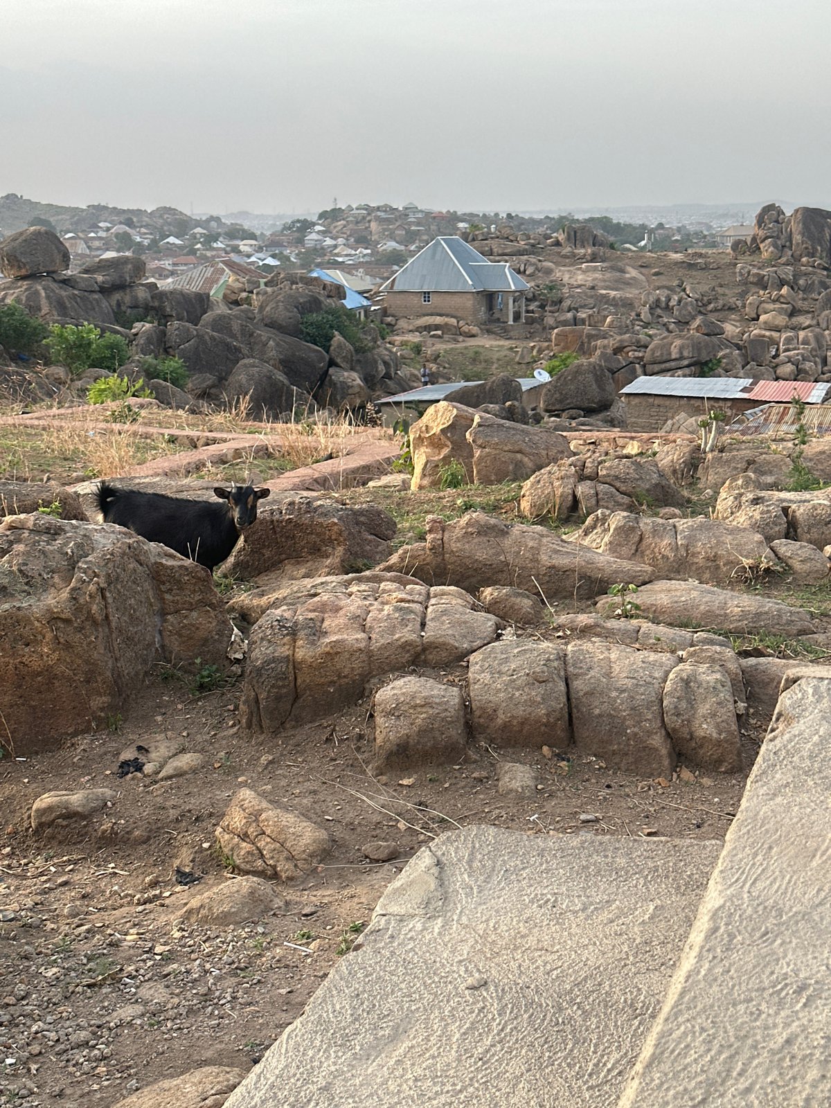 Animals roam rocky hillsides in Jos, Nigeria residential area