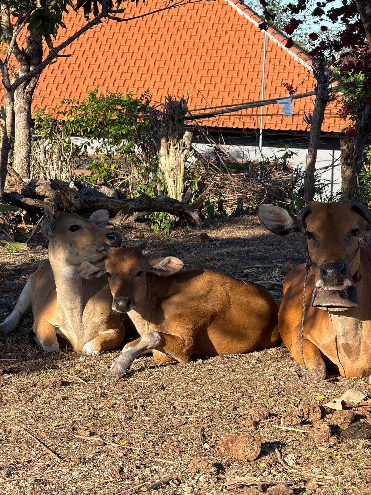 Zebu cattle resting and grazing in dry Kuta Selatan fields