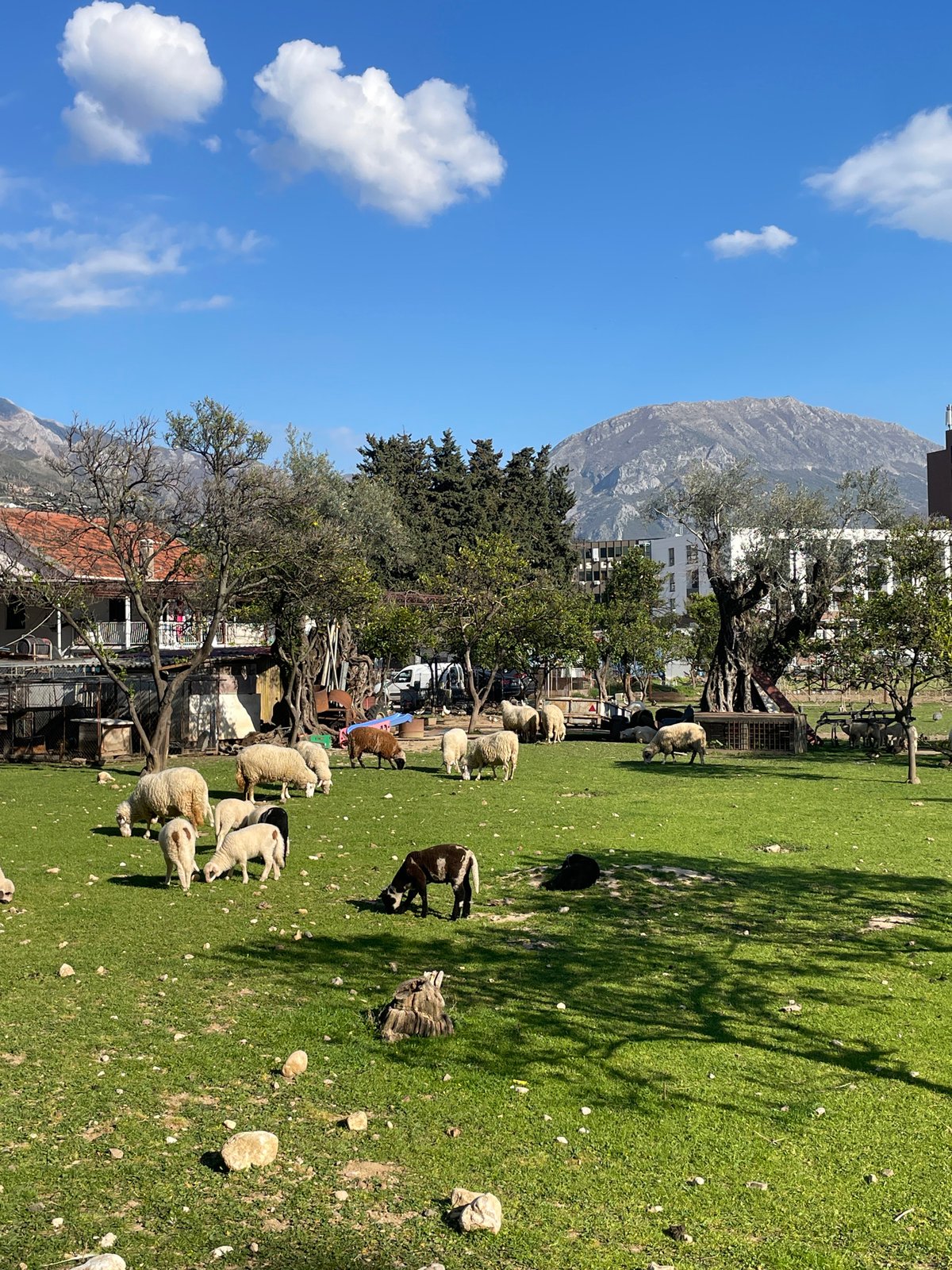 Leisurely afternoon documented in Bar, Montenegro with sheep and selfies