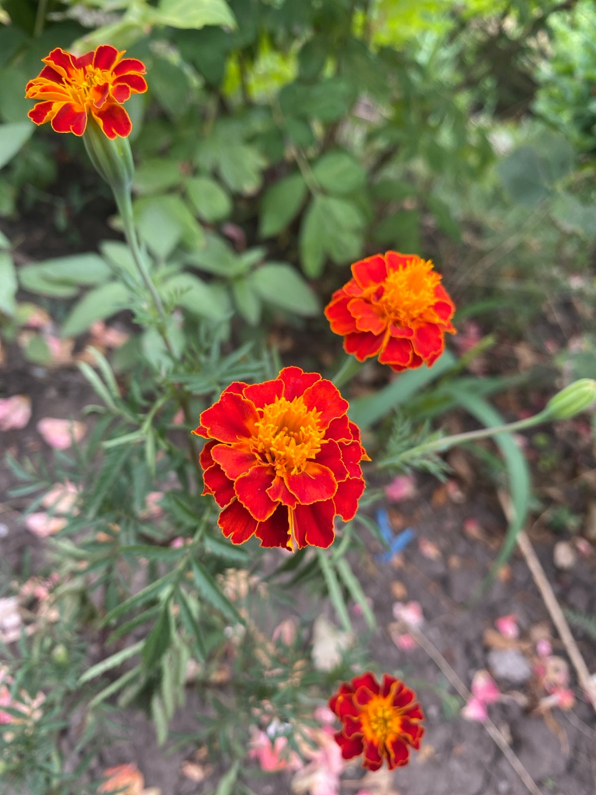 Hedgehogs, sheep, and marigolds on a quiet Kropyvnytskyi morning