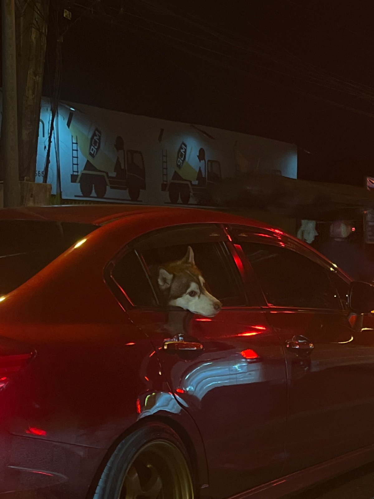 Husky spotted looking from red car window in Thailand