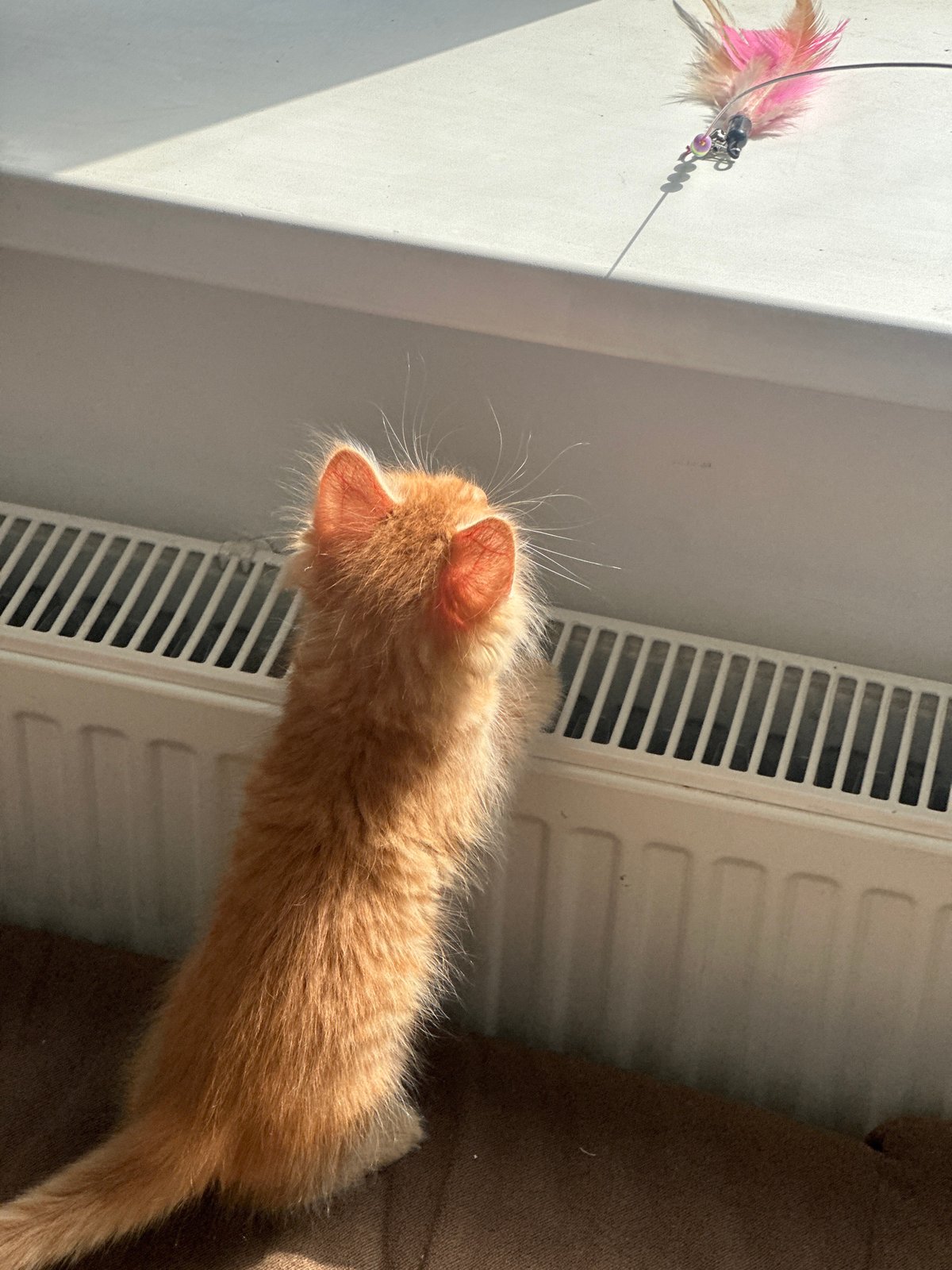 Orange kitten plays near radiator in sunlit Moscow apartment