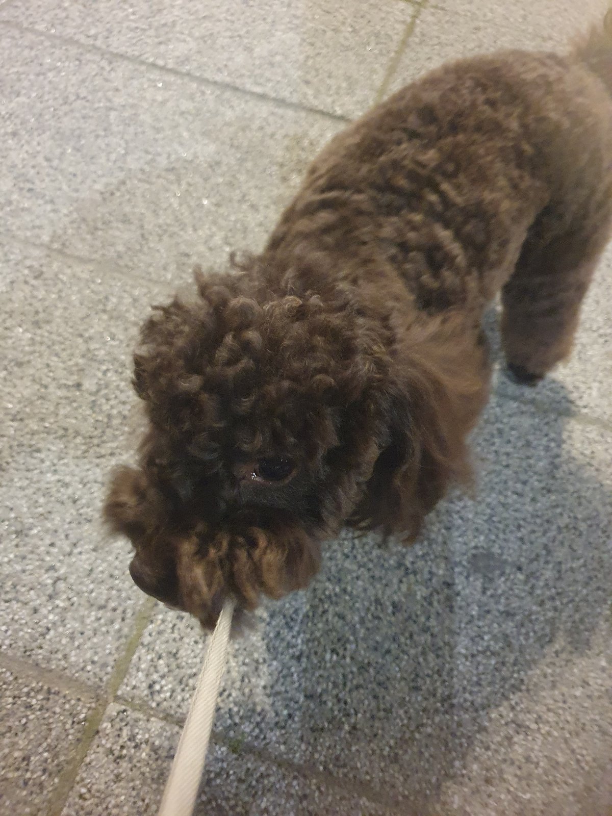 Brown poodle holds own leash on Plovdiv sidewalk