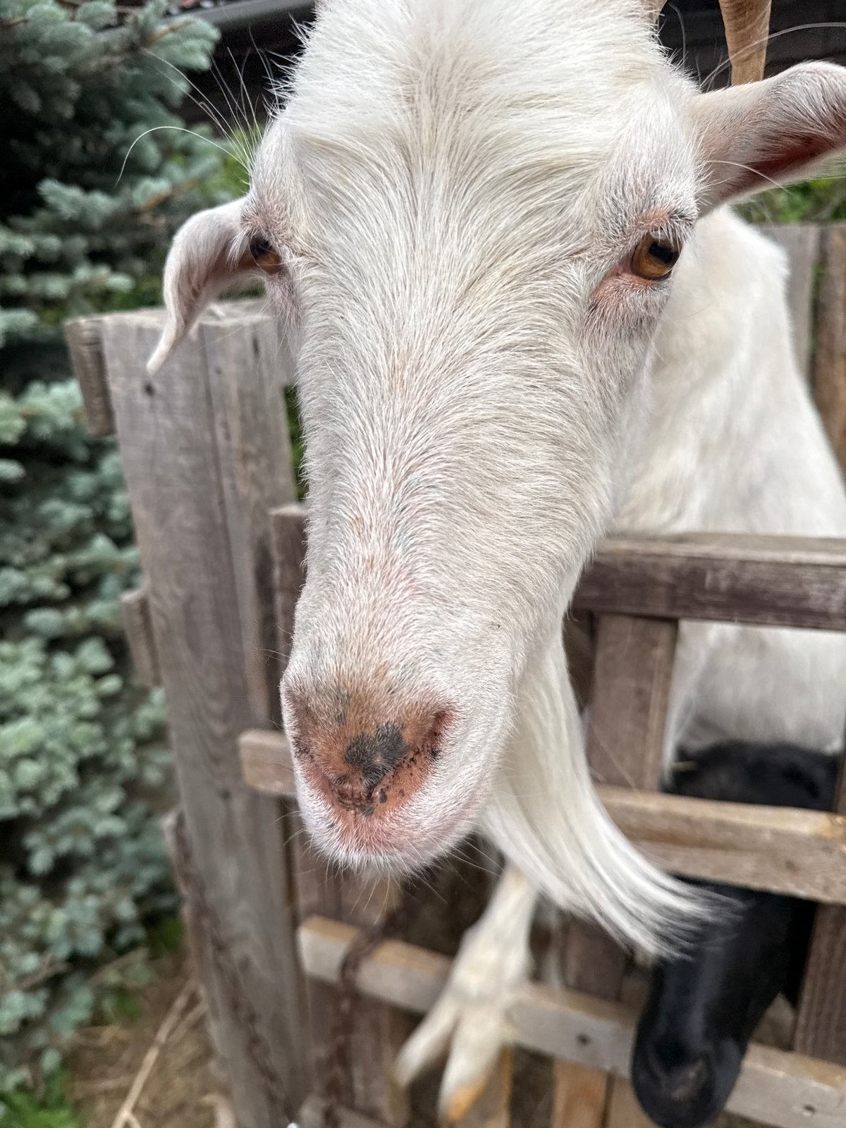 Visitor documents farm animals and warning signs during petting zoo visit
