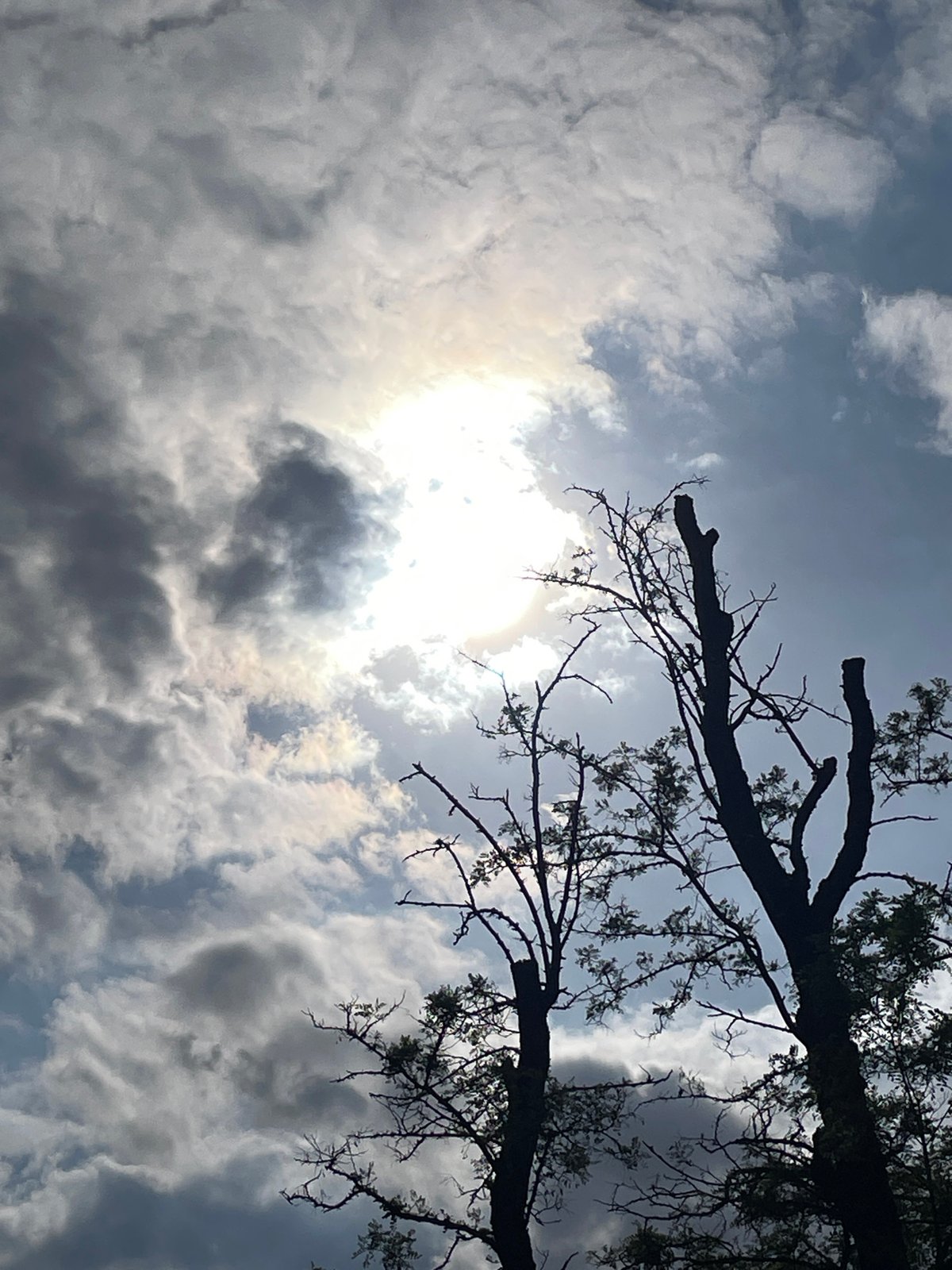 Cloudy sky with filtered sunlight observed through trees