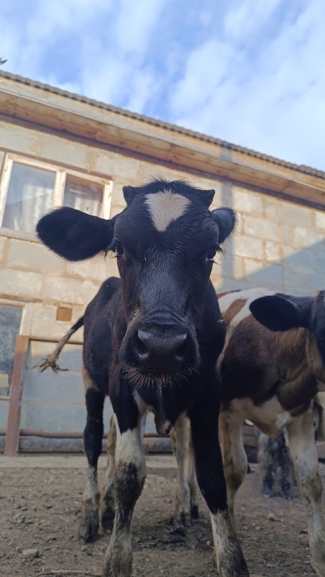 Farm animals and selfies at a rural property in Karsha