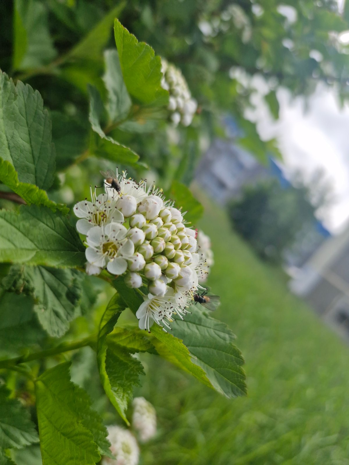 Witness documents everyday moments: flowers, objects, portrait, candies