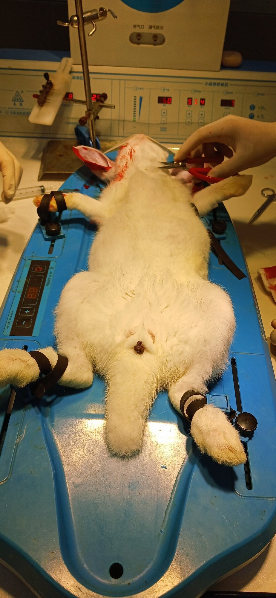 Laboratory procedure involving rabbit observed in Chongqing research facility
